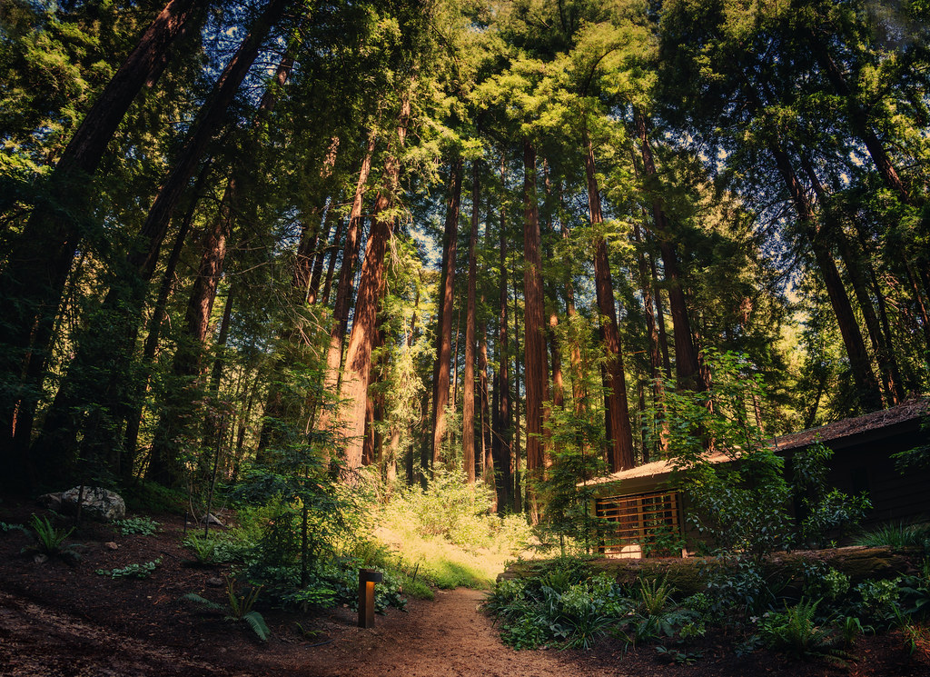 Glen Oaks Big Sur elopement location